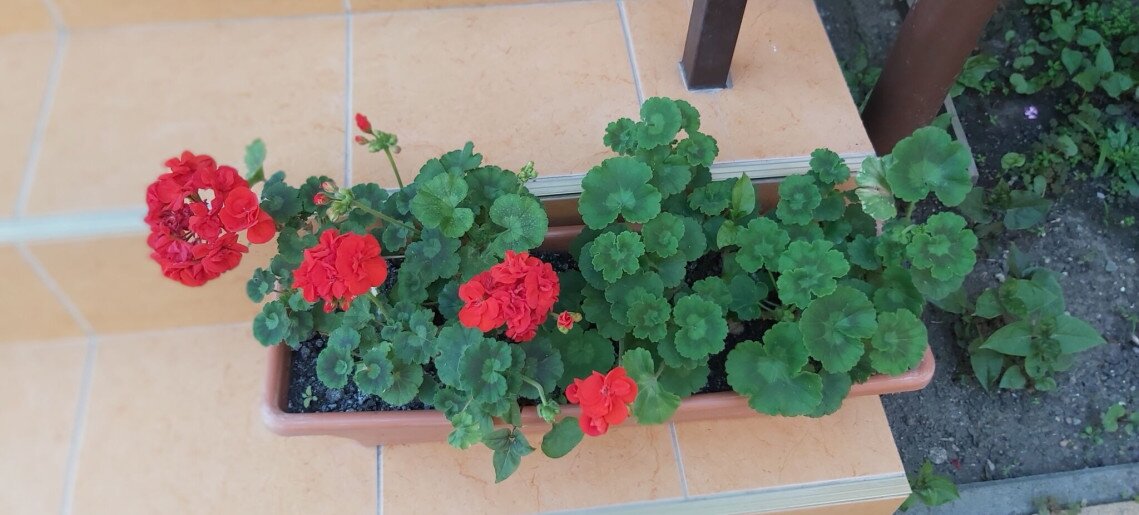 Székely Apartman Gyula - 5