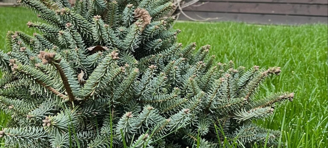 Vadaskert Apartman Gyula - 50