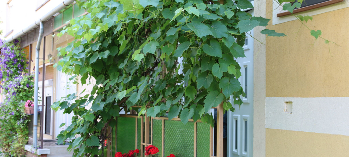 Hajnalka Apartmanház Gyula - 1