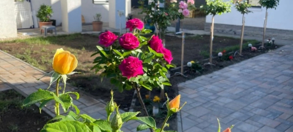 Rózsakert Apartman Gyula - 1