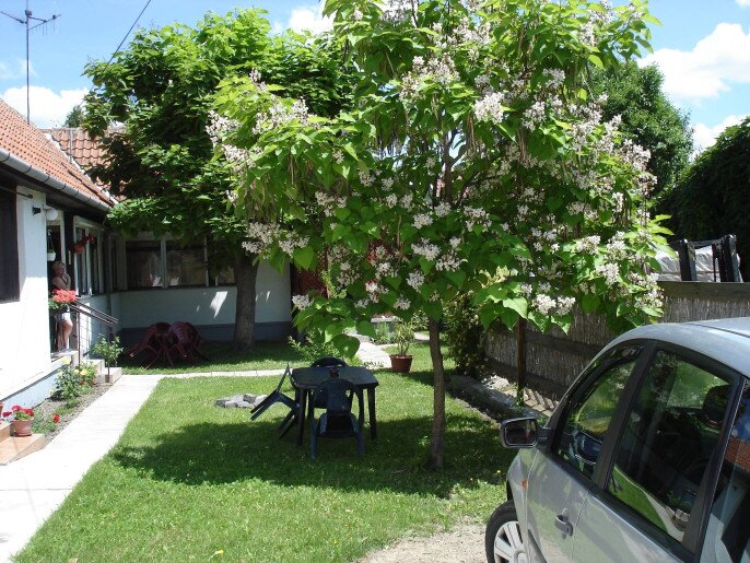 Rózsa Apartman Gyula - 4