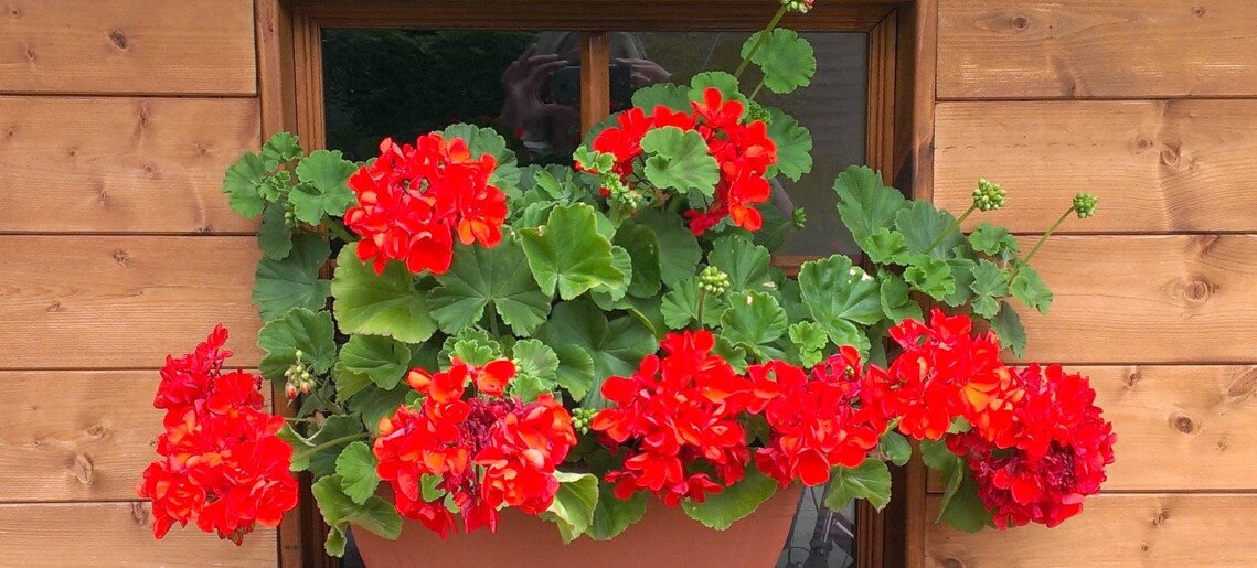 Villa Viola Gyula - 7