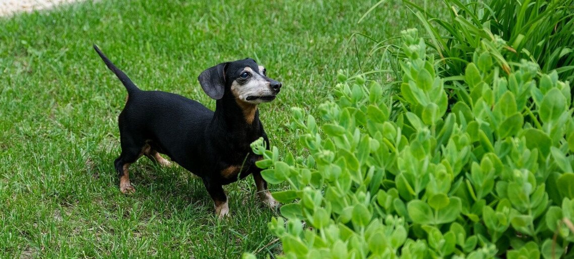 4 Évszak Apartman Gyula - 5