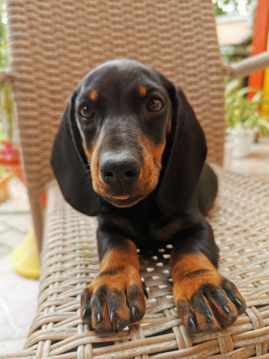 Corso Boutique Hotel Gyula - 40