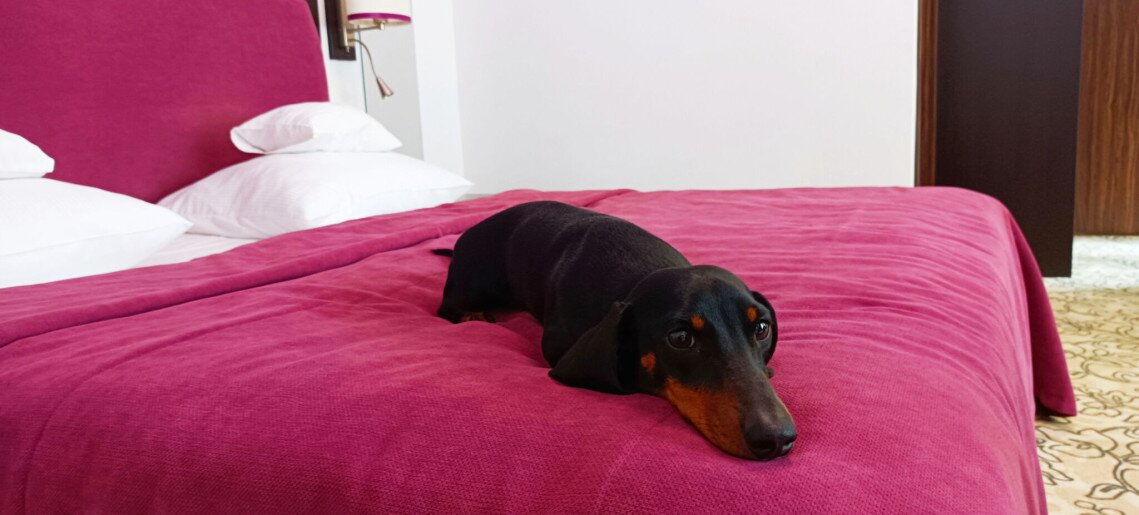 Corso Boutique Hotel Gyula - 41