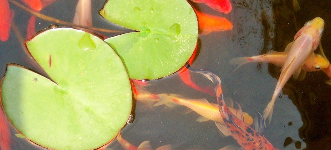 Fodor Hotel Gyula - 16