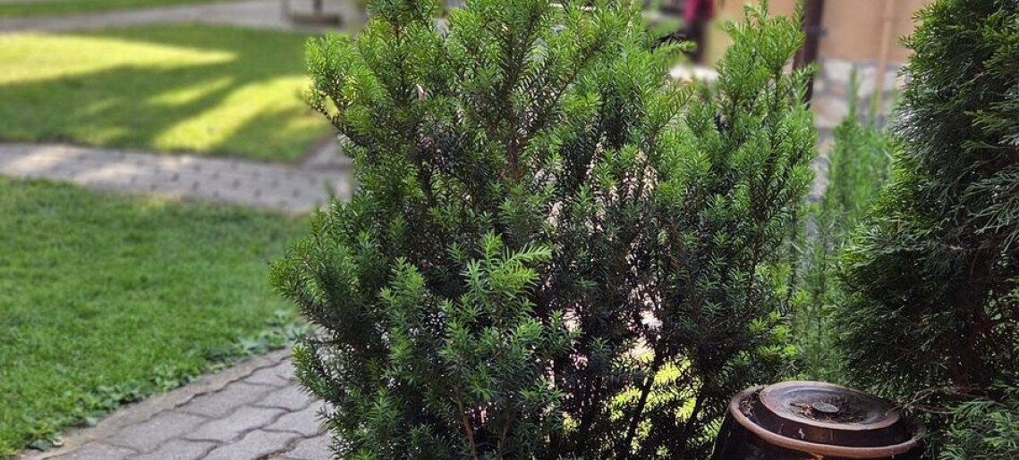 Leila Wellness Apartmanház Gyula - 18