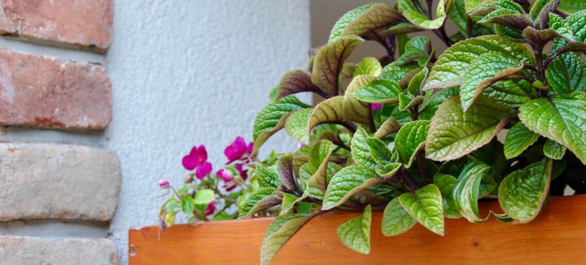 Gyula Vár Panoráma Apartman - 6