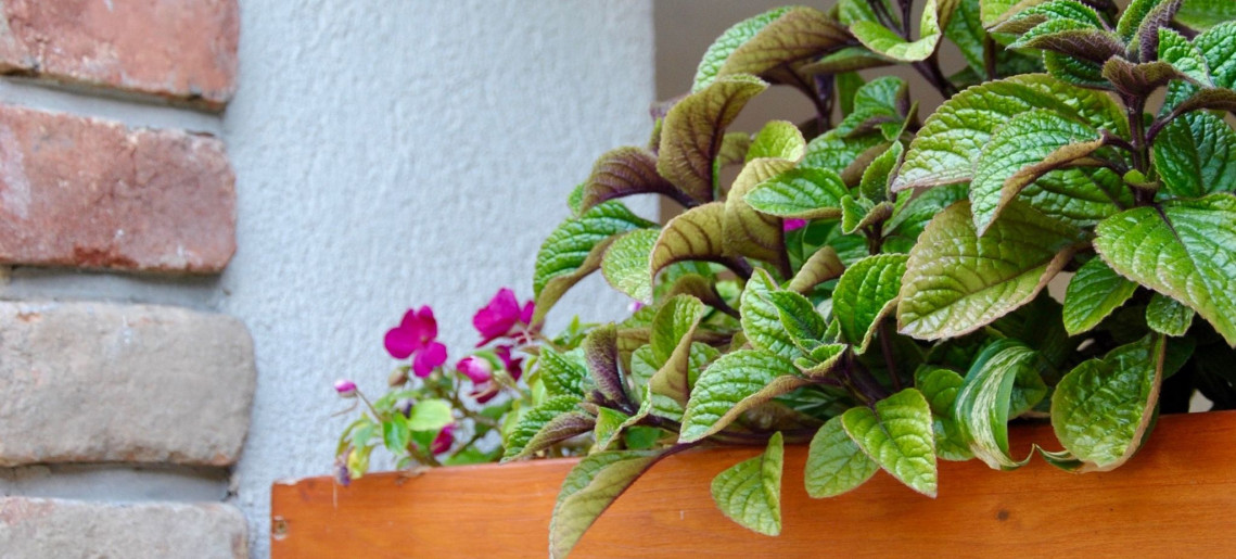 Gyula Vár Panoráma Apartman - 6