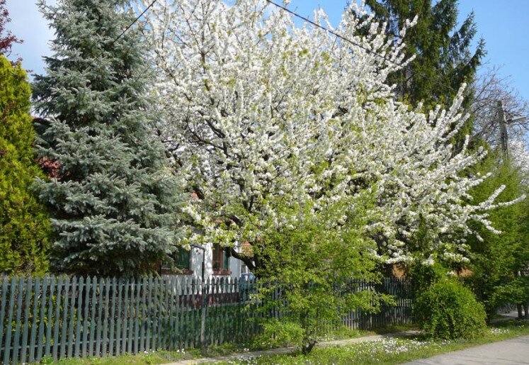 Cseresznye Apartman Gyula - 15