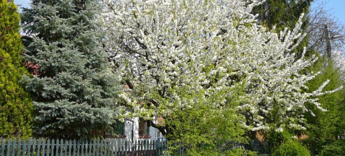 Cseresznye Apartman Gyula - 15