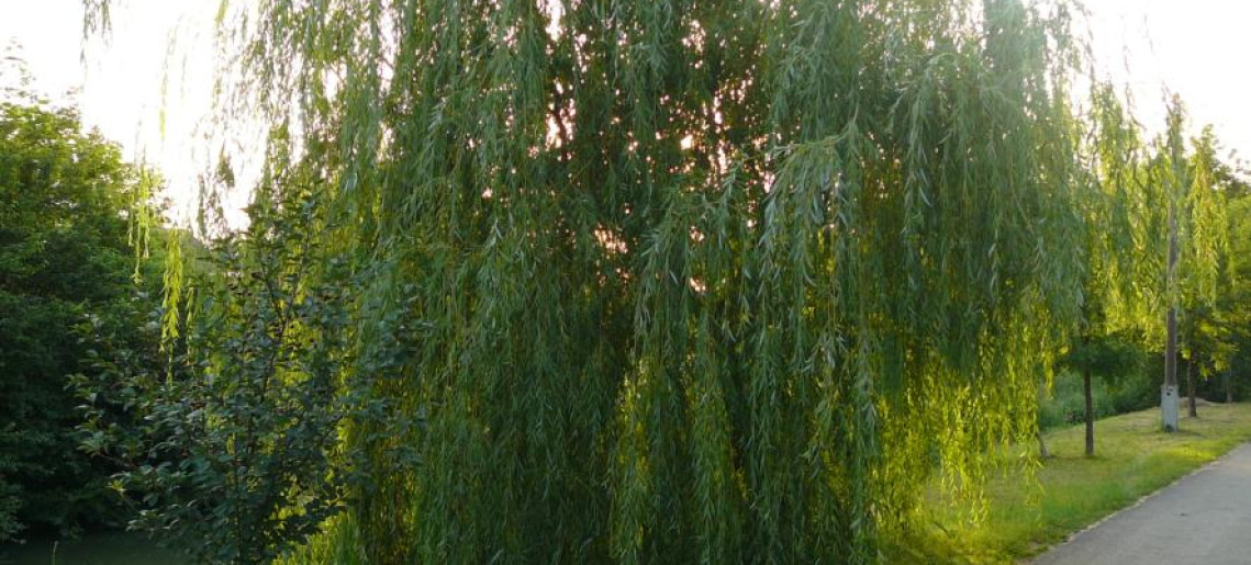 Cseresznye Apartman Gyula - 15