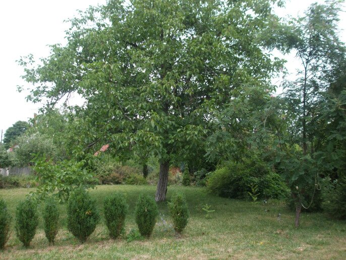 Hársfa Apartman és Vendégház Gyula - 1