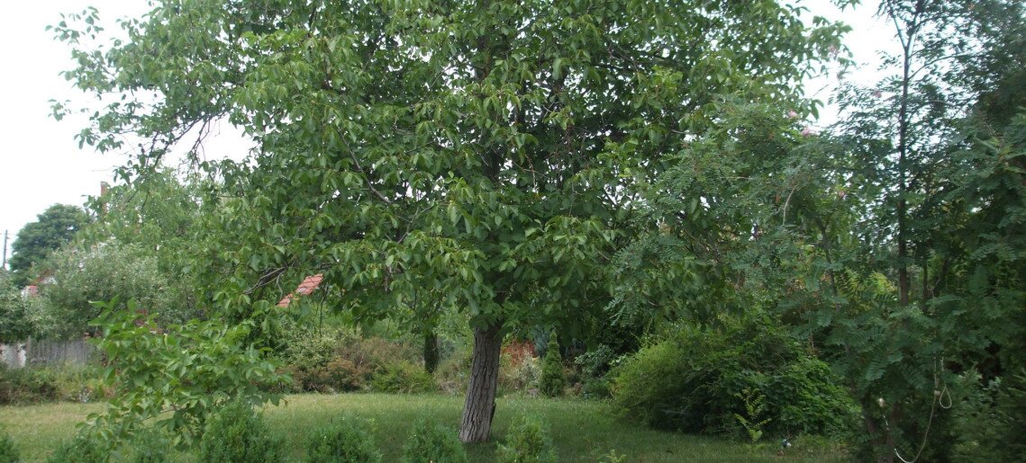 Hársfa Apartman és Vendégház Gyula - 1