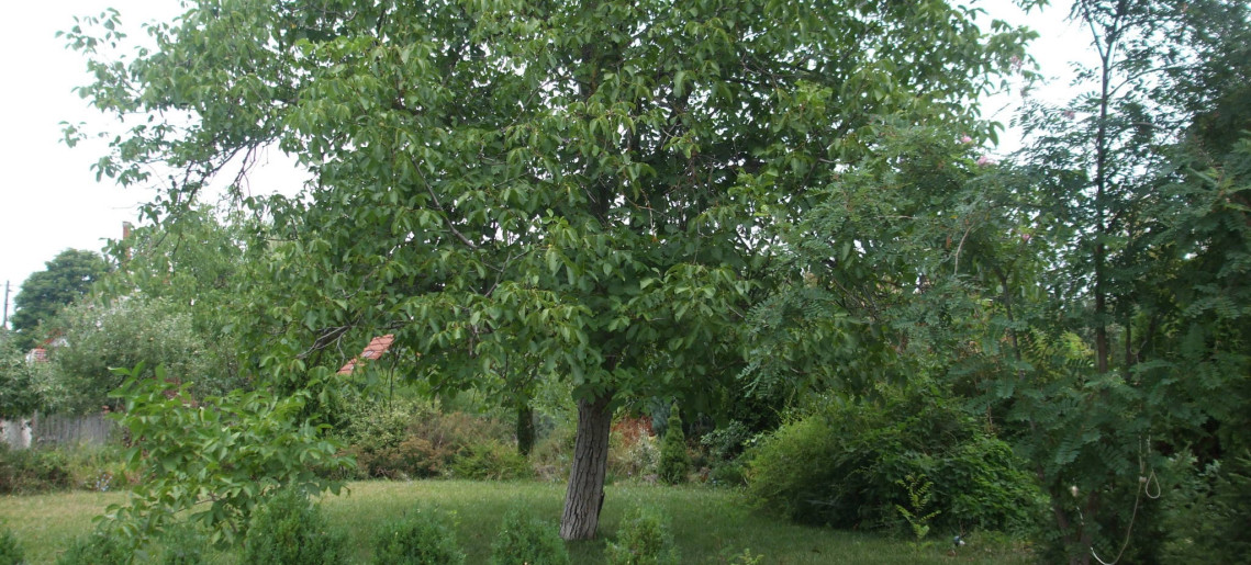 Hársfa Apartman és Vendégház Gyula - 1