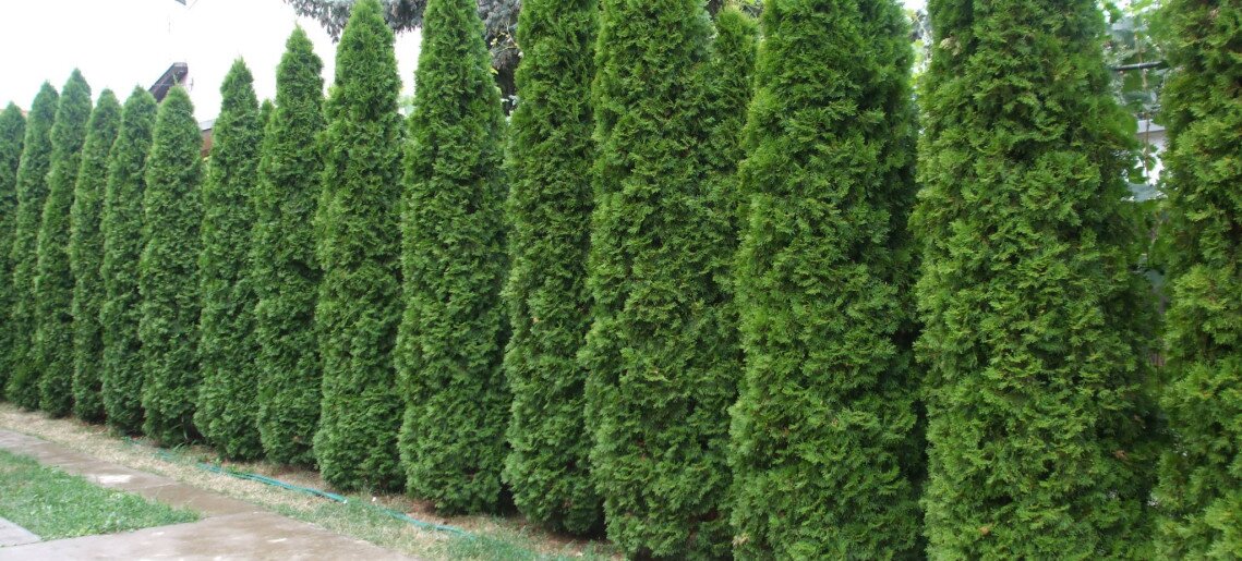 Hársfa Apartman és Vendégház Gyula - 3