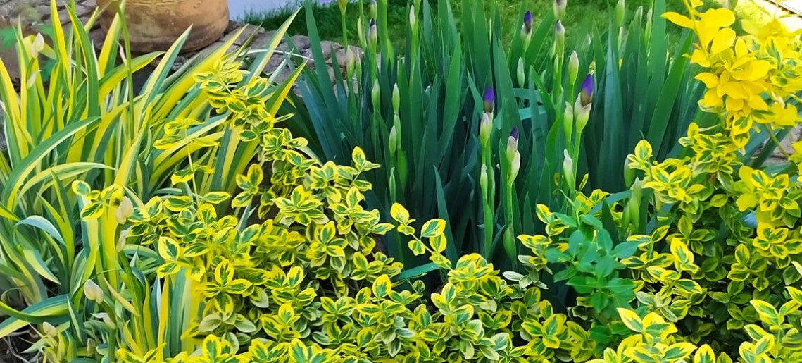 Végvár Spa Apartman Gyula - 37