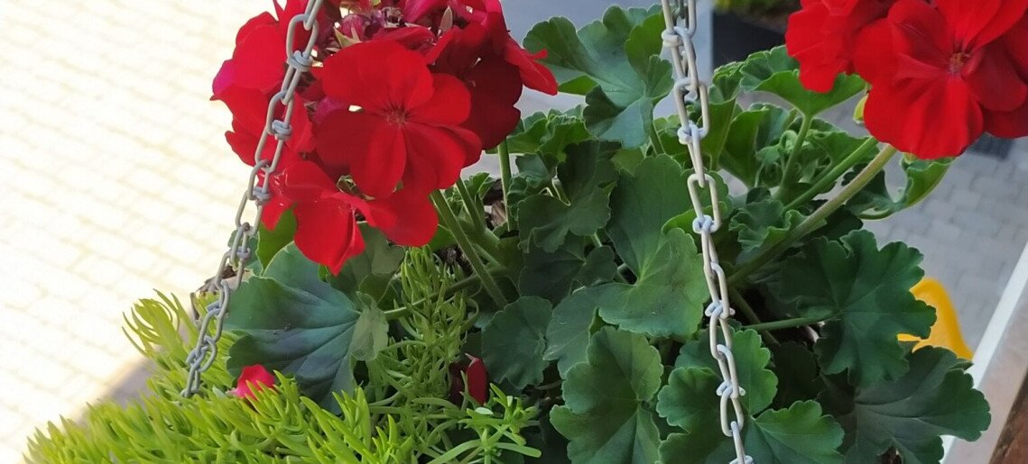 Végvár Spa Apartman Gyula - 39