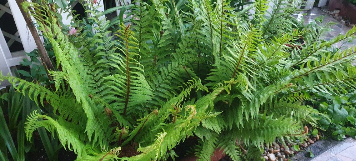 Zöld Sziget Apartman Gyula - 26