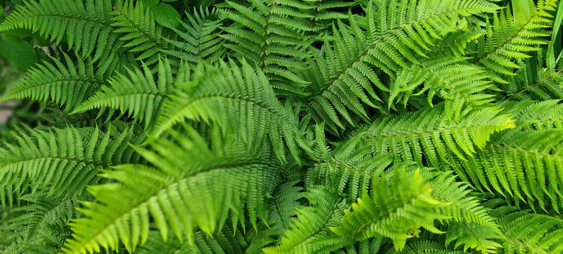 Zöld Sziget Apartman Gyula - 30