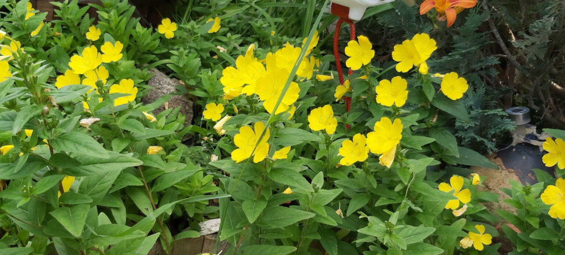 Vigyi Apartman Gyula - 20