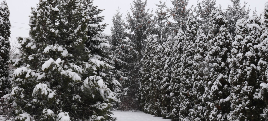 Anna Apartman Gyula - 28