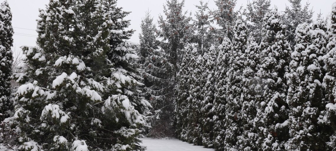 Anna Apartman Gyula - 28