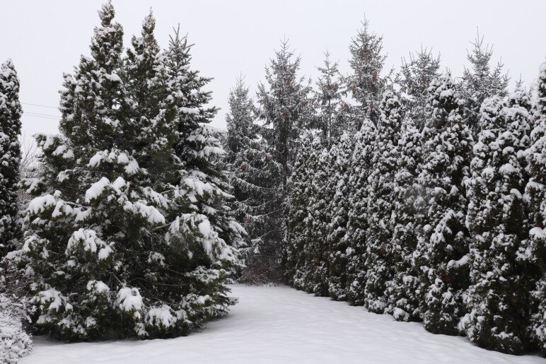 Anna Apartman Gyula - 28