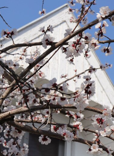 Anna Apartman Gyula - 20