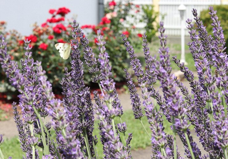 Anna Apartman Gyula - 6