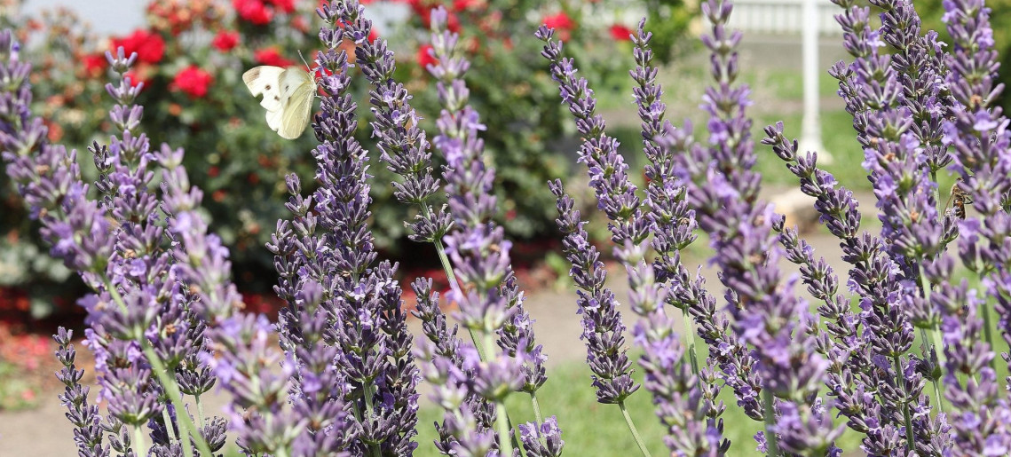 Anna Apartman Gyula - 6