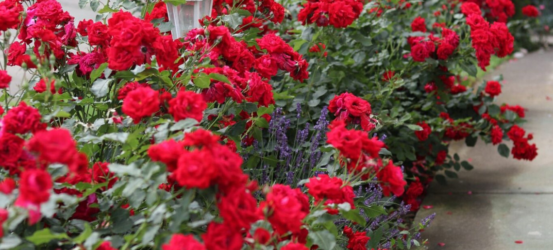 Anna Apartman Gyula - 5