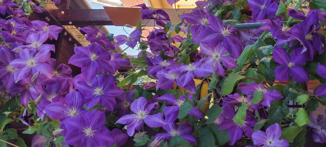 Bodza Apartman Gyula - 6