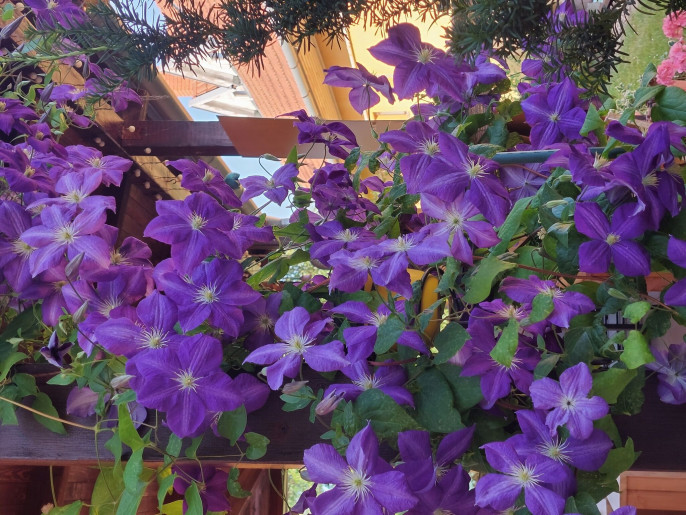 Bodza Apartman Gyula - 6