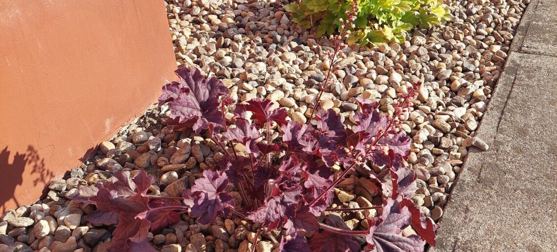 Bodza Apartman Gyula - 20