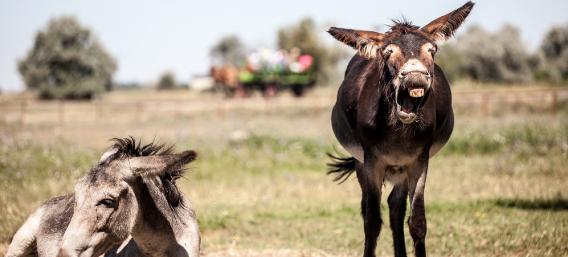 Családi majális a Steigervald Lovastanyán