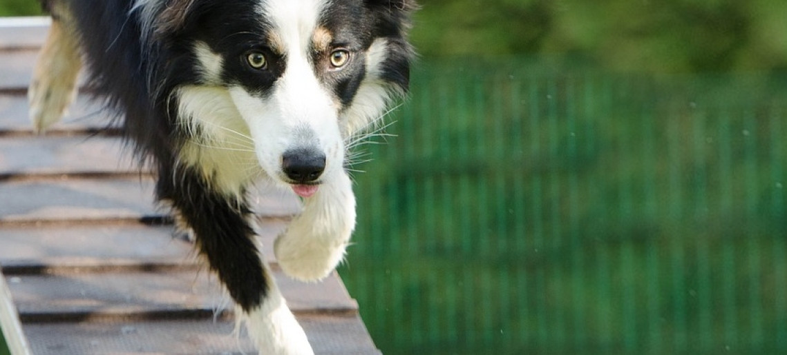 Jubileumi XX. Nemzetközi Medivid Agility Kupa