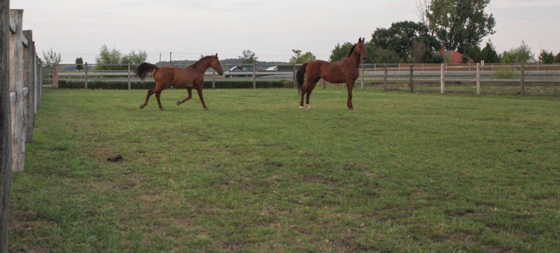 Fogathajtó Bajnokság