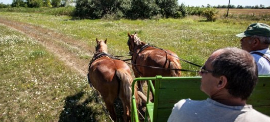 Lovasjárat Póstelekre