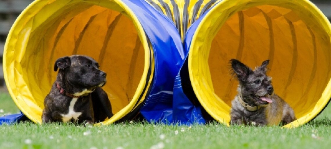 Gyulai Kutyás Agility Sportklub bemutatója