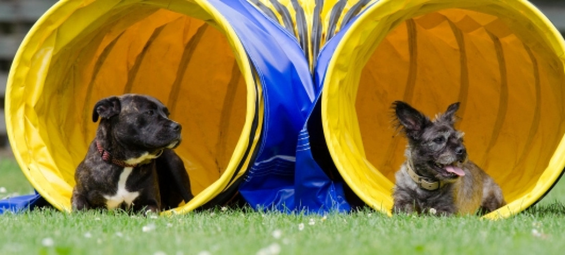 Gyulai Kutyás Agility Sportklub bemutatója