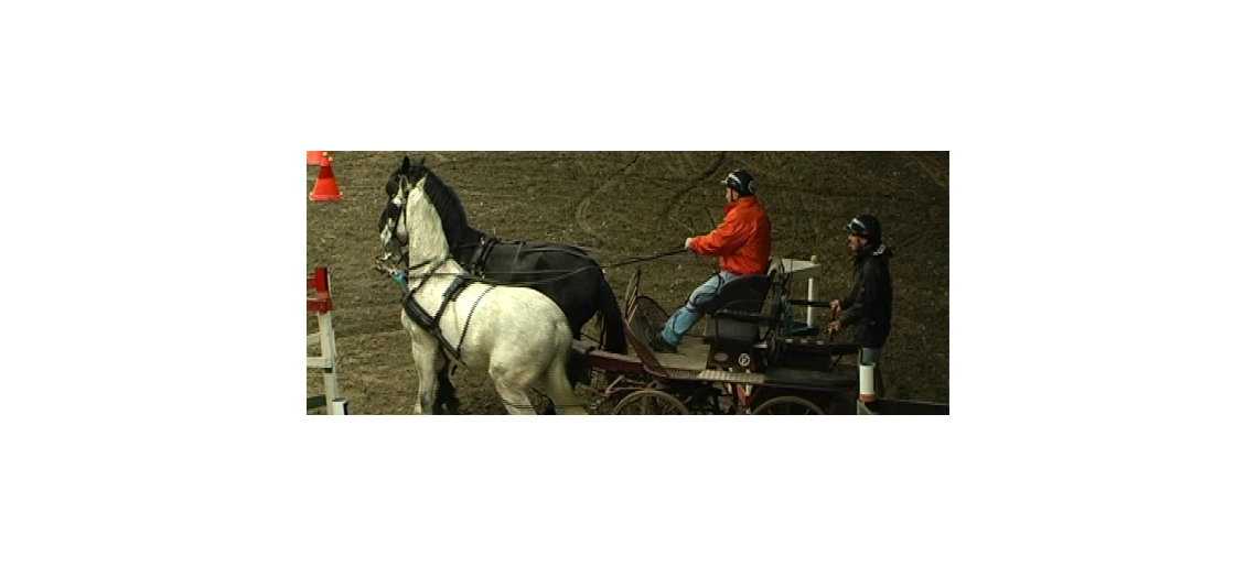 Országos Fedett Fogathajtó Verseny