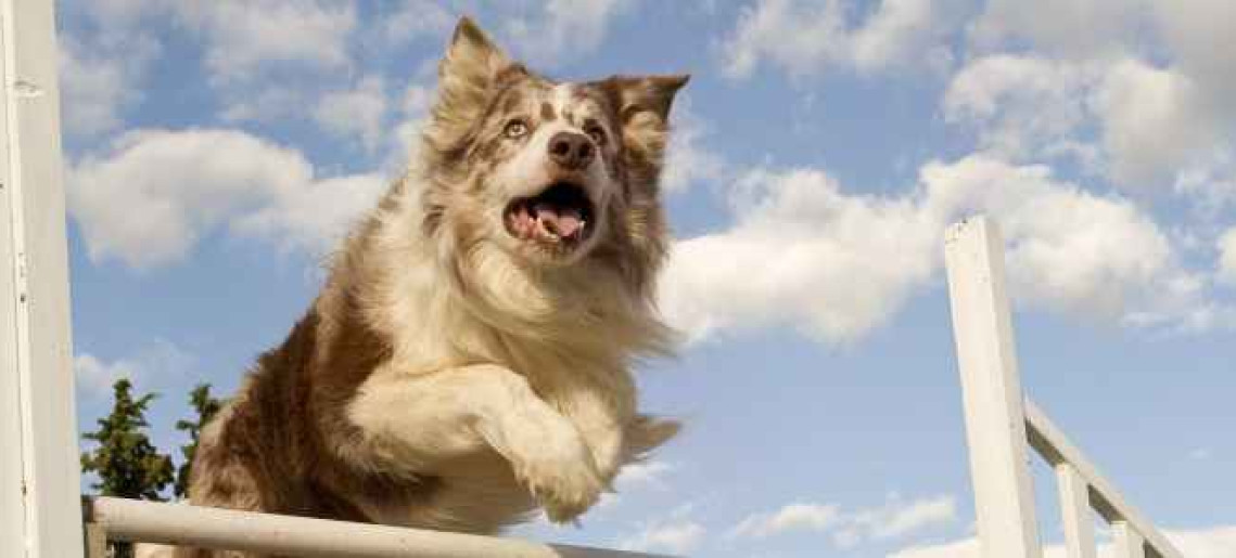 XIX. Medivid Agility Kupa és Jubileumi X. ParAgility Kupa