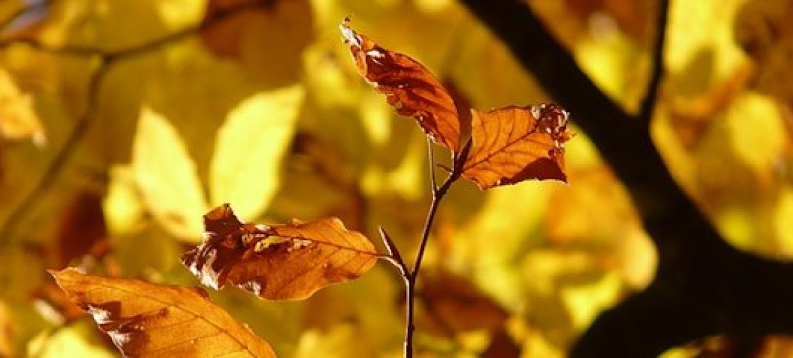 Őszi kulTúra Gyulán