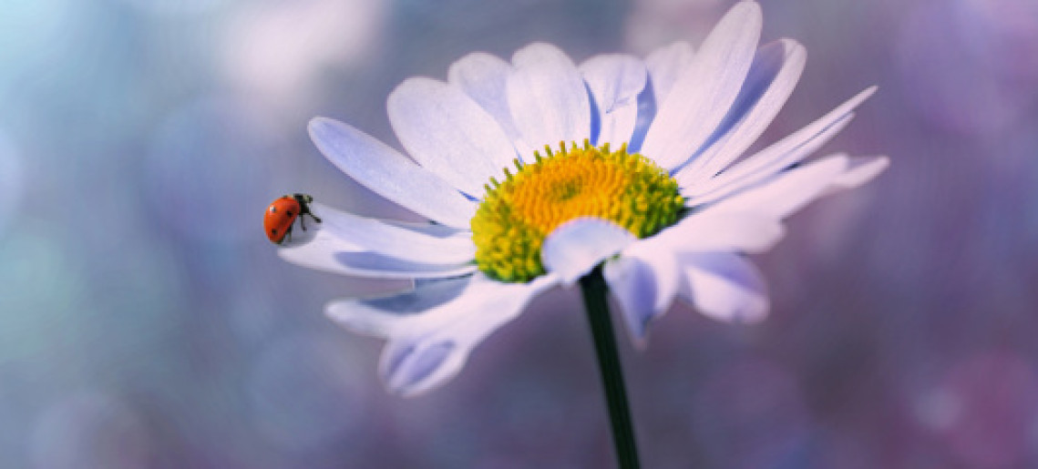 Kikeleti Katicás Vigasság Jótékonysági Est