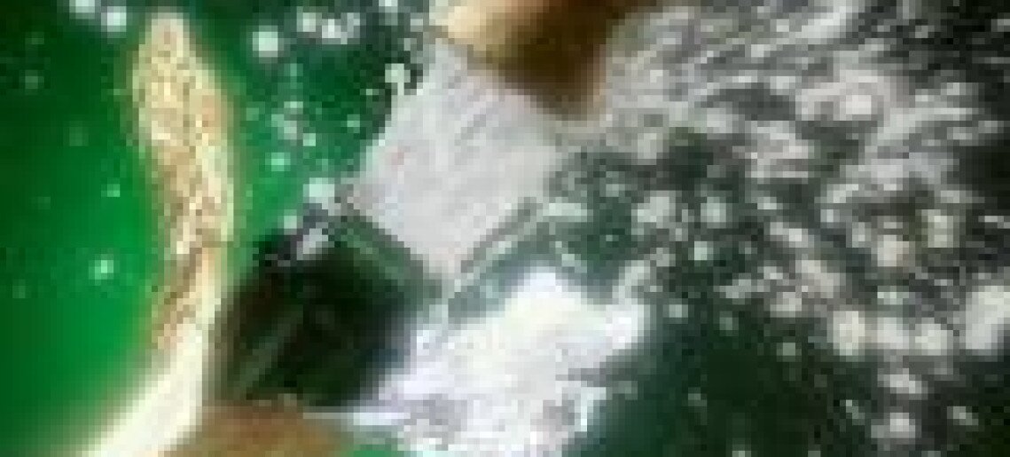 Szilveszter az Aranykeresztben