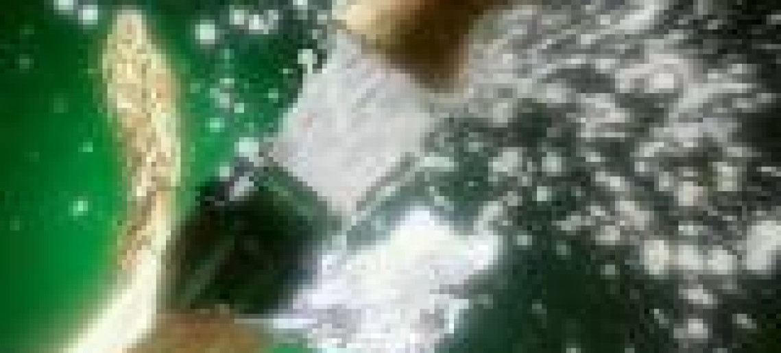 Szilveszter az Aranykeresztben