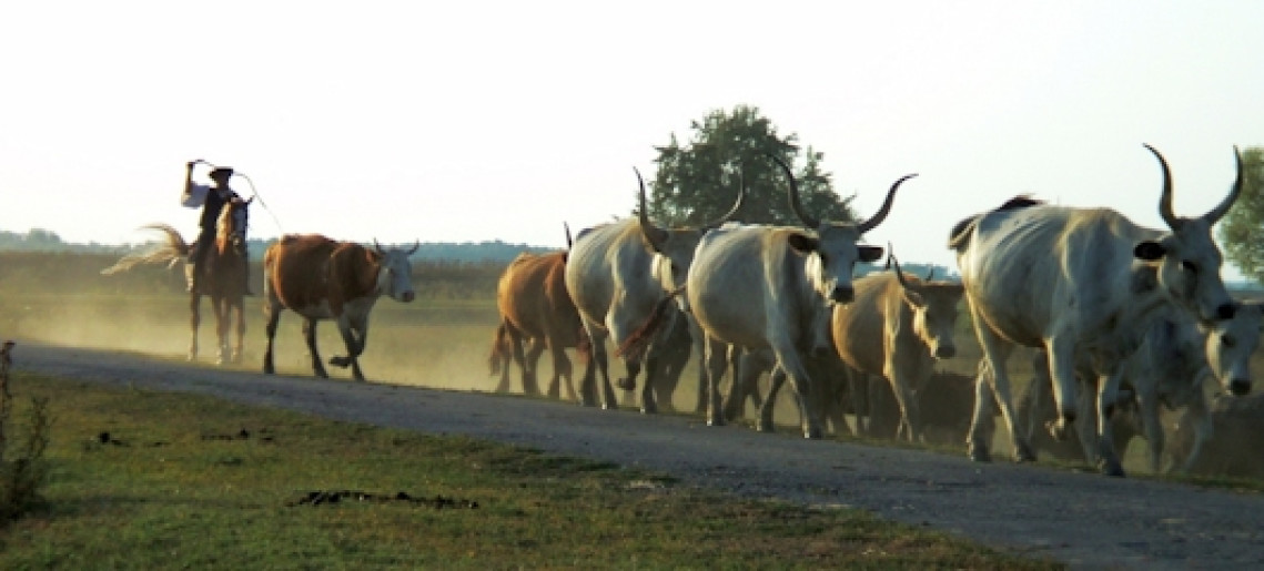Majális a Steigervald Lovastanyán