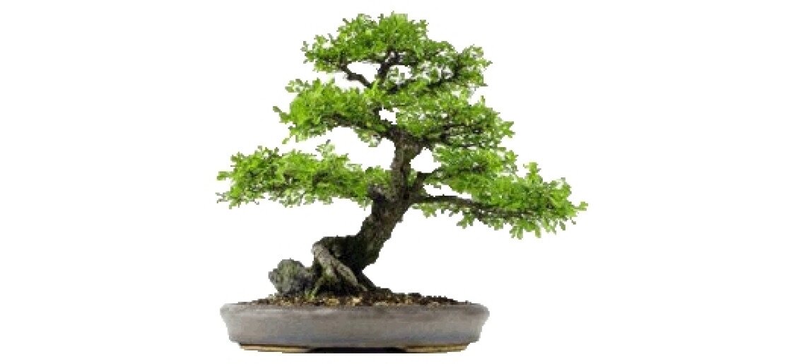 Japán kertek és bonsaiok