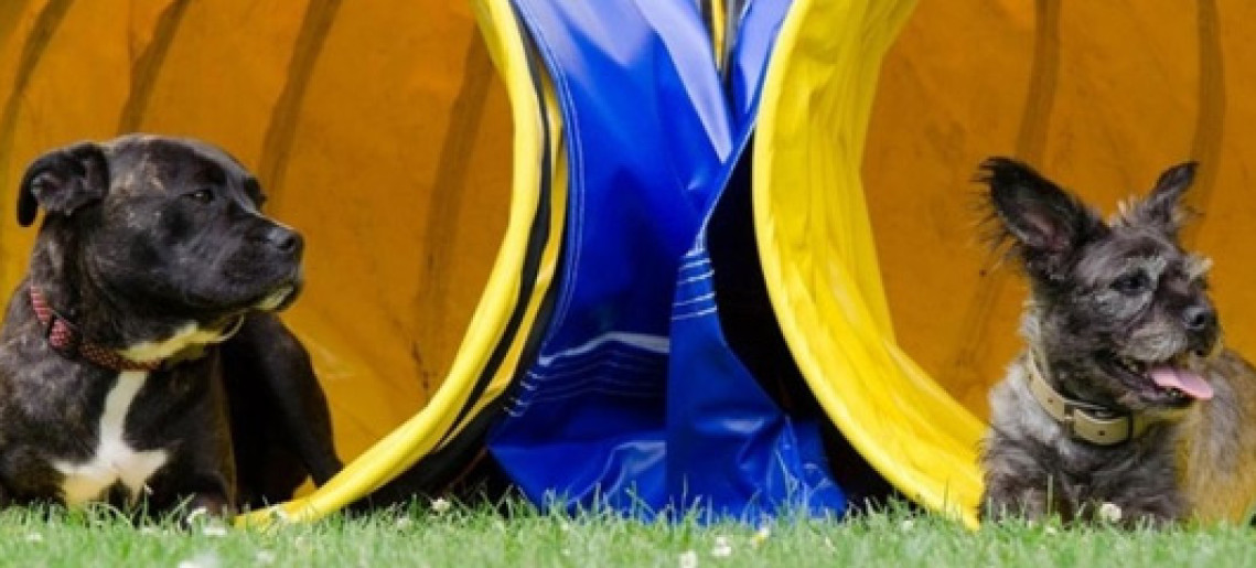 XXIV. Medivid Agility Kupa és Jubileumi XV. ParAgility Kupa